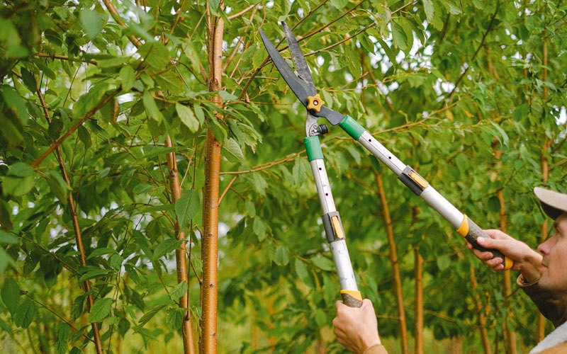 Tree trimming in Langley, WA